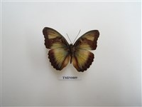 藏品(蛺蝶科-非洲(十))的圖片